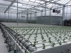 Hydroponic Nft Growing System