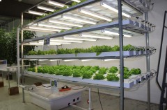 Hydroponic Nft Growing System