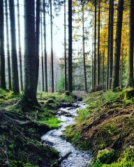 Zoekt u een rustige en voordelige camper plaats in de Eifel