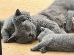 Britse Korthaar kittens  mannetjes en vrouwtjes 