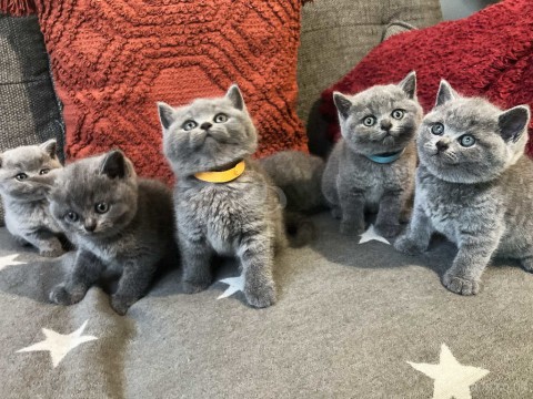 Britse Korthaar kittens  mannetjes en vrouwtjes 
