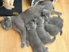 Britse Korthaar kittens  mannetjes en vrouwtjes 
