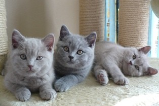 Mooie Britse Korthaar Scottish Fold Blauw en Lilac kitten tekoop