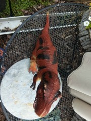 grote tiranno saurus rex