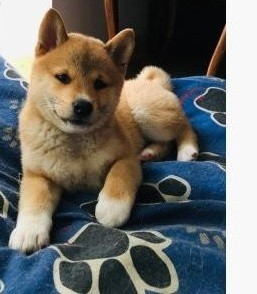 Shiba Inu-puppys