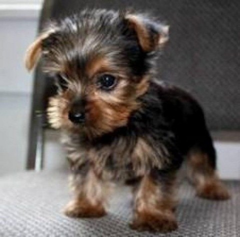 Goede Yorkshire Terrier-puppys