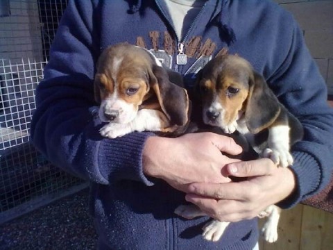 Beagle-puppys  sociaal gedomesticeerd