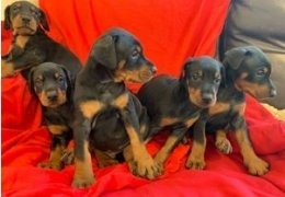KC-geregistreerde Doberman pups te koop