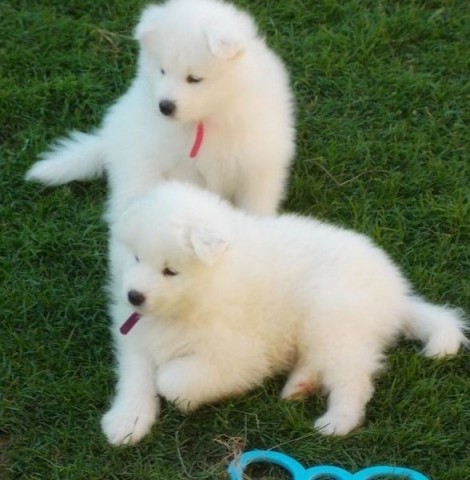 Super schattige Samojeed-puppys