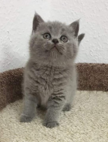BHK Britse korthaar kittens te koop