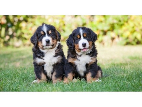 Geregistreerde Berner Sennenhond pups 