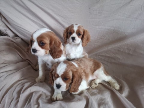 Twee Cavalier King Charles-puppys beschikbaar