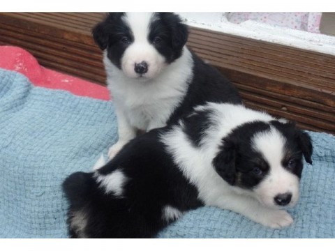 Prachtige Border Collie