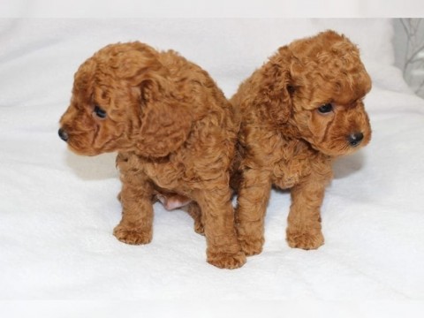 Cockapoo pups  nestje met reutjes en teefjes 