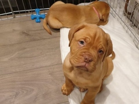 Prachtige Dogue de Bordeaux-puppys 