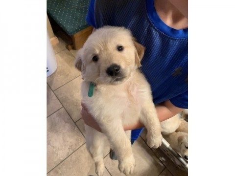 KC geregistreerde Labradorpuppys