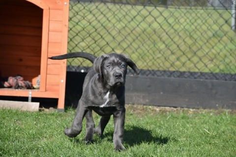 Blauwe Cane Corso pups