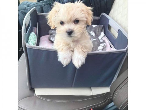 Lieve Maltipoo-puppys  thuis opgegroeid