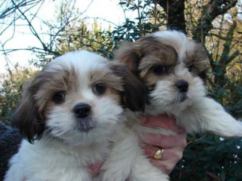 Prachtige Shih Tzu-puppys