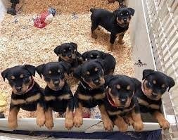 Rottwelier pups