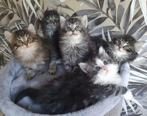 Boskat kittens van 11 weken oud