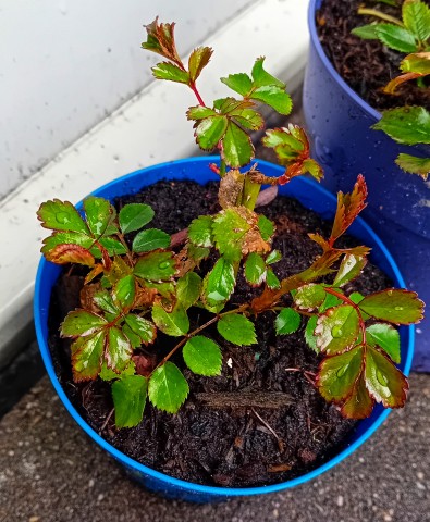 Franse roos planten te koop