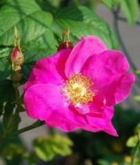 Franse roos planten te koop