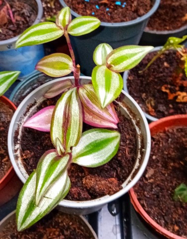 Tradescantia zebrina te koop