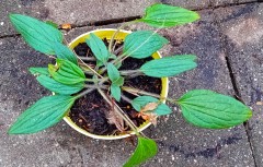 Rudbackia zonnehoed vaste plant