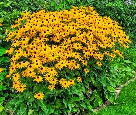 Rudbackia zonnehoed vaste plant