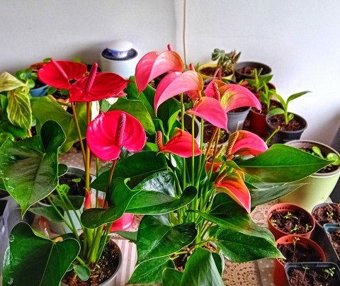 2 flamingo anthuriums te koop