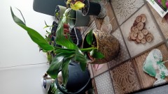 Paradijs vogelplant met schitterende bloempot