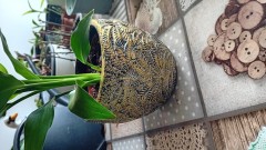 Paradijs vogelplant met schitterende bloempot