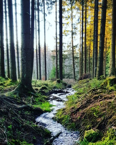 Zoekt u een rustige en voordelige camper plaats in de Eifel