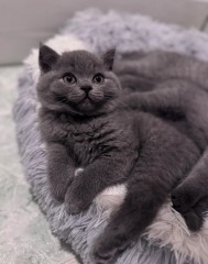 Perfecte GCCF-kampioen stamboom Britse Kortharen