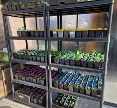 Moestuinplanten – Tomaat  Paprika  Peper  Komkommer   Courgette