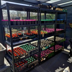 Moestuinplanten – Tomaat  Paprika  Peper  Komkommer   Courgette