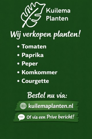 Moestuinplanten – Tomaat  Paprika  Peper  Komkommer   Courgette