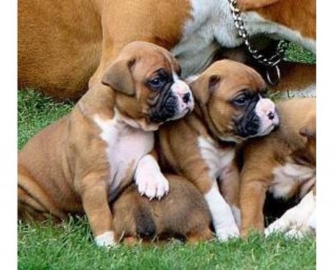 Boxerpuppys nu beschikbaar