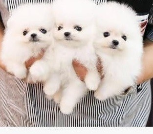 Raszuivere Pomeranian pups