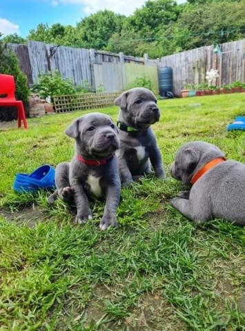 Lieve Pitbull-puppys voor een goed thuis