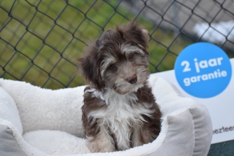 Havanese pups