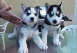Siberische husky-puppys