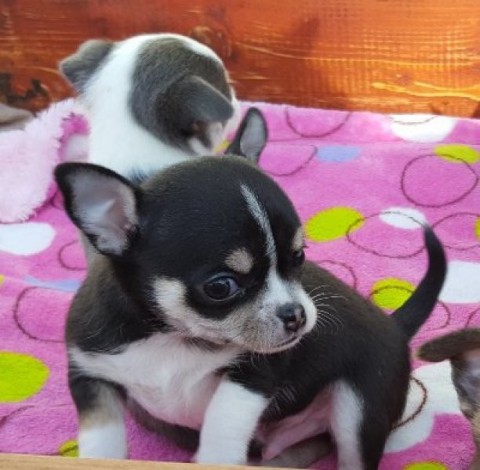 Heel lieve chihuahua-puppys