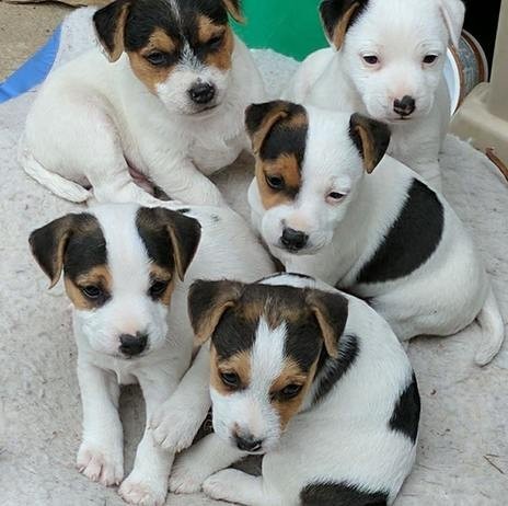 Jack Russell pups