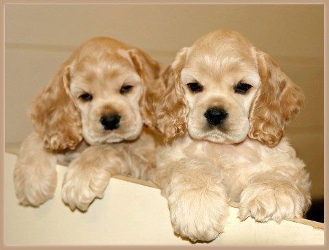 Cocker Spaniel pups