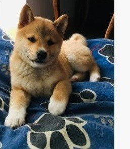 Shiba Inu-puppys