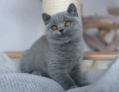BHK Britse korthaar kittens te koop