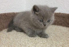 BHK Britse korthaar kittens te koop