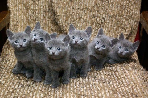 Russisch-blauwe kittens